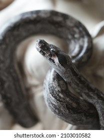 Boa Snake Standing On A Marble Statue