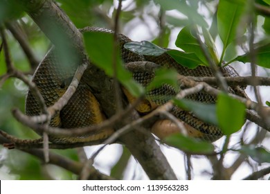 A Boa In A Tree In Caroni Swamp