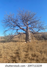 Boab Tree, Cossack, Western Australia.