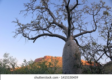 Boab Tree At Emma Gorge Kimberley Western Australia