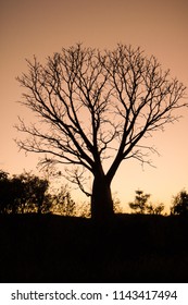 Boab Tree Silhoette 