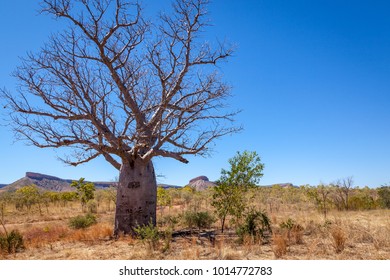 Boab Trees In The Dry Season In The Savanah Grasslands In The Kimberley Region Of Western Australia.