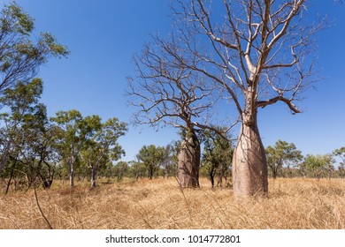 Boab Trees In The Dry Season In The Savanah Grasslands In The Kimberley Region Of Western Australia.