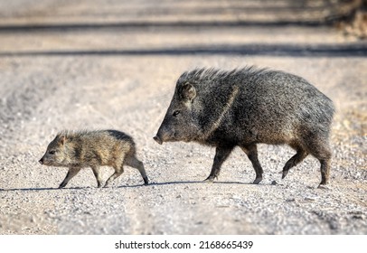 A boar cub with a mother boar. A wild pig with a cub. Cute boar cub walking with mother boar. Boar family on walk