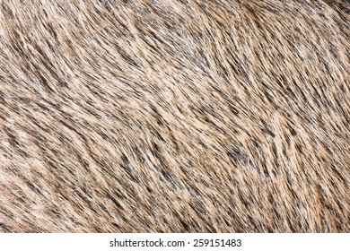 Boar Fur Texture.