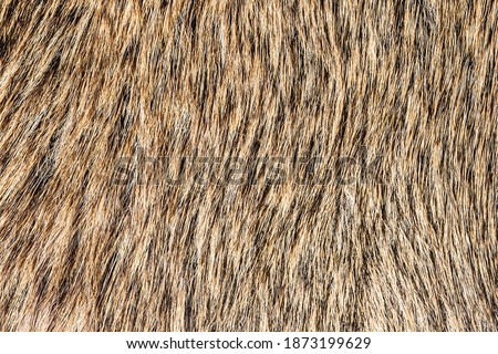 Boar fur texture. Animal skin background. Decorative hunters hut carpet. Hunting animals pattern.