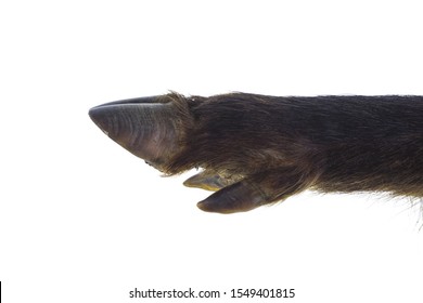 boar hoof isolated on white background