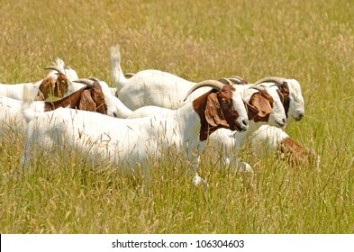 Boar meat goats grazing in a early summer field