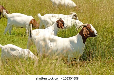Boar meat goats grazing in a early summer field