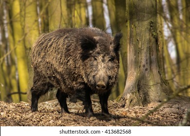 Boar Attack Hd Stock Images Shutterstock