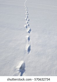 イノシシ 足跡 の画像 写真素材 ベクター画像 Shutterstock