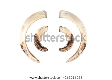 Boar tusks - big and small - isolated on white