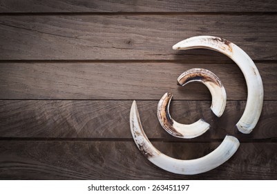 Boar Tusks - Big And Small - On Wooden Background