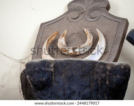 Boar tusks - big and small - on wooden background
