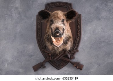 Boar At Wall. Trophy From Hunting