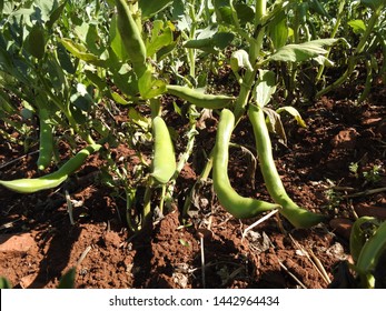 Board Beans Plant With Ripe Green Broad Beans 