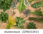 Board with foraged Edible Wild Plants: chicory, lavender, Asparagus, mallow, zaatar leaves, Mustard flowers, wild garlic, Wild Spinach and thistle leaves