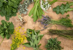 Board With Foraged Edible Wild Plants: Chicory, Lavender, Asparagus, Mallow, Zaatar Leaves, Mustard Flowers, Wild Garlic, Wild Spinach And Thistle Leaves