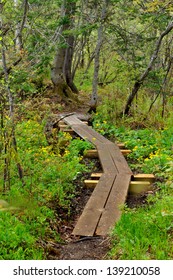 A Board Walk Along The Appalachian Trail In Vermont With Yellow Spring Flowers