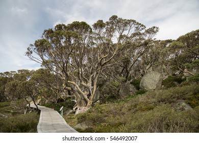 Board Walk At Charlotte Pass