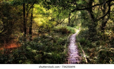 Board Walk, Forge Valley, North Yorkshire