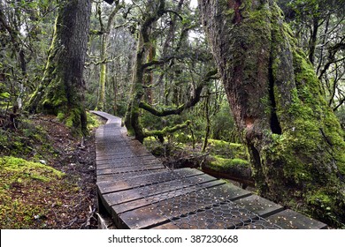 Board Walk Through Cradle Mountain National Park, Tasmania, Australia