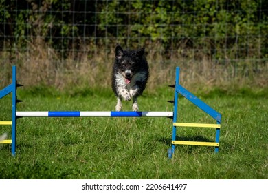 Boarder Collie Jumping A Jump