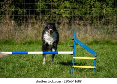 Boarder Collie Jumping A Jump