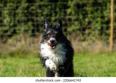 Boarder Collie Jumping A Jump