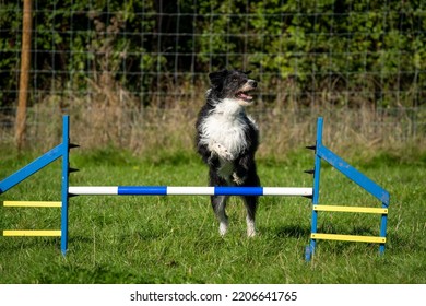 Boarder Collie Jumping A Jump