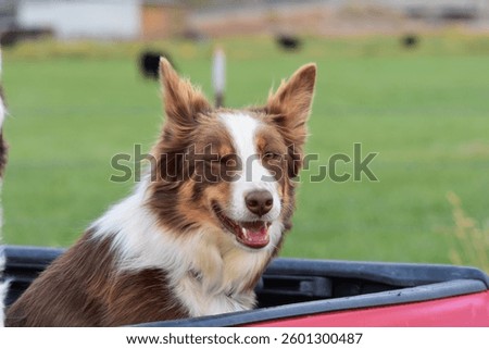 Boarder collie winking at the camera 