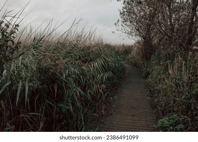 A boardwalk among reedbeds at the nature reserve at Cley next the Sea on the North Norfolk coast in England on a cloudy day.  - Powered by Shutterstock