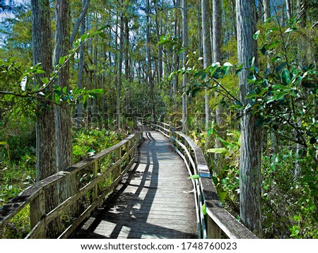 Boardwalk at Audubon Corkscrew Swamp Sanctuary, Florida