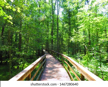 Boardwalk In Congaree National Park