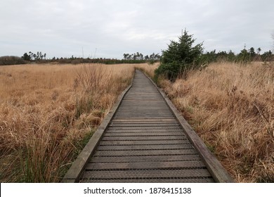 A Boardwalk Crossing A Peat Bog In A Country Park In West Wales, UK.