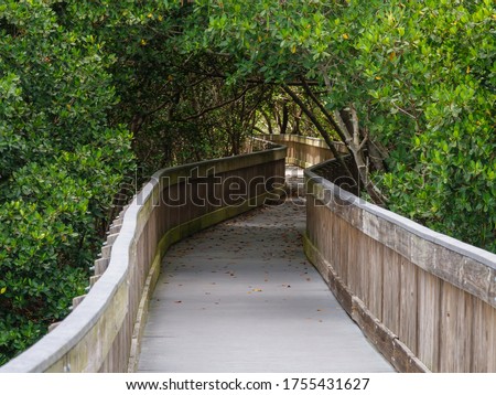 Boardwalk curves out of sight into mangrove forest in Weedon Island Preserve along Tampa Bay, Florida, USA (selective focus)