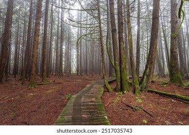 A boardwalk in a dark foggy forest - Powered by Shutterstock