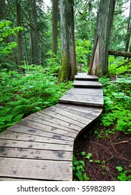 boardwalk in forest
