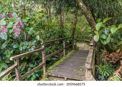 Boardwalk In A Forest Of Kinabalu Park, Sabah, Malaysia