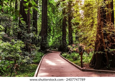 Boardwalk going through the redwood forests of Muir Woods National Monument, north San Francisco bay area, California