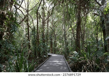 boardwalk leading through tropical plants and palm trees in cairns botanic gardens, cairns, queensland, australia