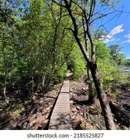 Boardwalk Leading Through Wetlands, Suburban Boston