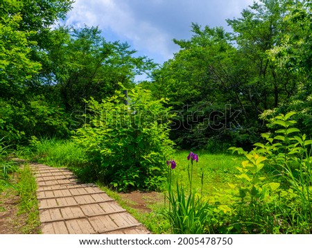 Boardwalk in a mountain with fresh green (Mt.Kakuda, Nishikan, Niigata, Japan)