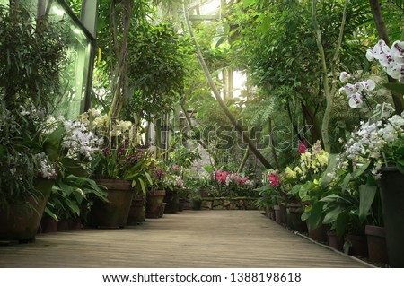 Boardwalk in orangery. Exotic plant collection. Winter garden. Moscow State University botanical garden (Aptekarskiy Ogorod), Moscow, Russia