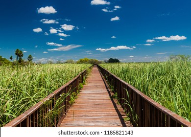 Boardwalk Over Wetlands In Nature Reserve Esteros Del Ibera, Argentina