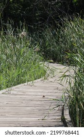 Boardwalk Path Through Tall Grass