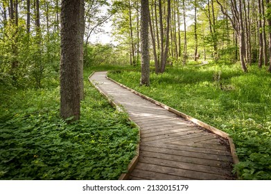 Boardwalk Path Through Wetlands Area. Kabli Nature Study Trail. Estonia. 