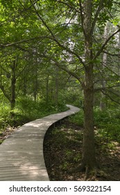 Boardwalk At Quaking Bog, Theodore Wirth Park, Minneapolis, MN