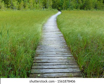 A boardwalk stretches across a watery swale at the Ridge Sanctuary on the Door County Peninsula in Wisconsin.  - Shutterstock ID 1561878406