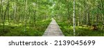 Boardwalk through the Carpathian birch forest in the Red Moor in the Hessian Rhön